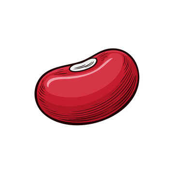 Single Red Kidney Bean Illustration with Hatching Details