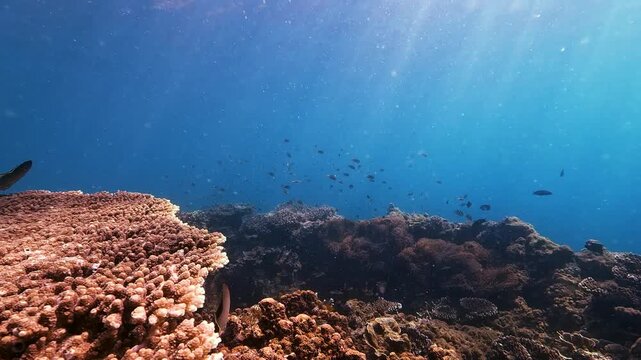 Beautiful underwater view of a diverse coral reef. Many fish swim among corals in the bright blue sea. Sunlight illuminates the thriving aquatic environment