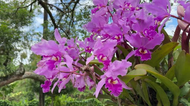 Beautiful Pink May Flowers (Cattleya trianae) in Colombia