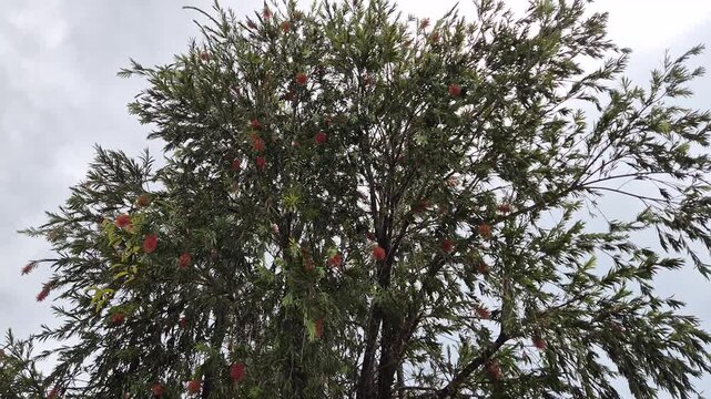 Bottlebrush tree with red flowers swaying in the wind against cloudy sky