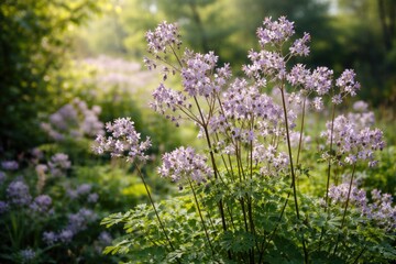 Obraz premium Wild Delavays Thalictrum garden plant in springtime