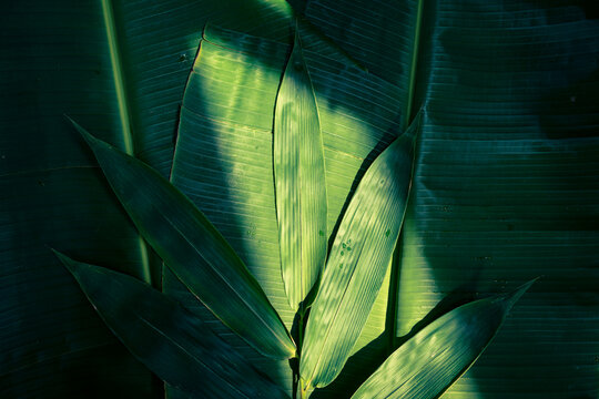 Bamboo leaf on green banana leaf texture background