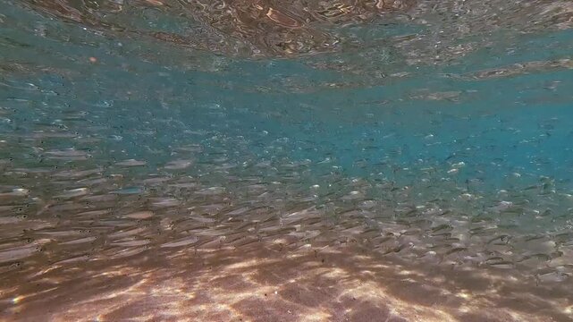 Vast school of small silver fish swims closely together over sandy ocean floor. Bright sunlight creates dappled patterns on clear water and bottom