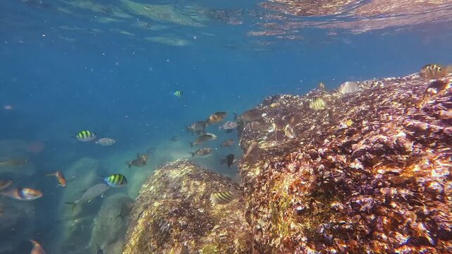 Numerous fish swim gracefully around ancient rocky reefs in the bright ocean. Clear blue water reveals diverse marine life enjoying the underwater habitat