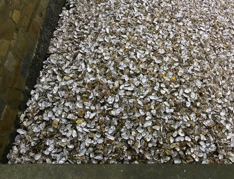 impressive large quantity of oyster shells washed ashore in Brittany