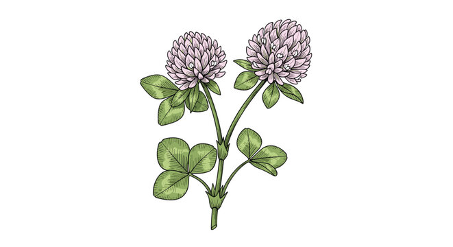 Detailed botanical illustration of a red clover plant featuring two round pink flower heads and characteristic three-parted green leaves.