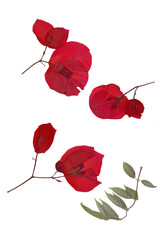 Herbarium collection features pressed dried red bougainvillea flowers and green leaves isolated on white. Botanical flat lay showcases vibrant crimson bracts with delicate veins and thin decorative © AngArt