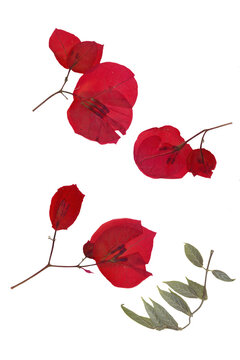Herbarium collection features pressed dried red bougainvillea flowers and green leaves isolated on white. Botanical flat lay showcases vibrant crimson bracts with delicate veins and thin decorative