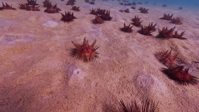 Numerous red sea urchins cover the expansive sandy bottom of the ocean. Clear blue water provides excellent visibility of this vibrant marine life