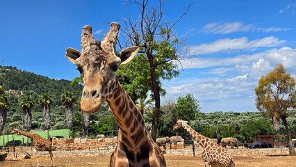 giraffe in the wild © Raimundas