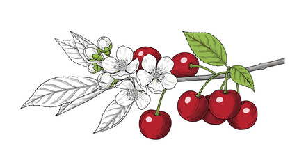 Obraz premium Exquisite illustration of a cherry branch featuring clusters of ripe red fruits and delicate white blossoms in a detailed botanical style.