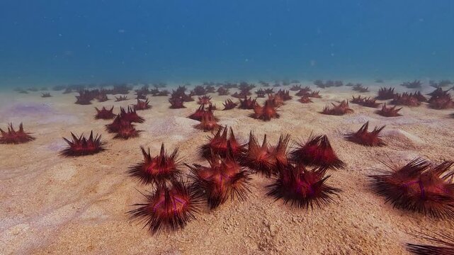 Many vibrant red sea urchins star sit on a light sandy seabed. The expansive underwater area showcases a busy marine floor