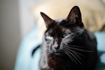 Black cat © Franck Chapolard