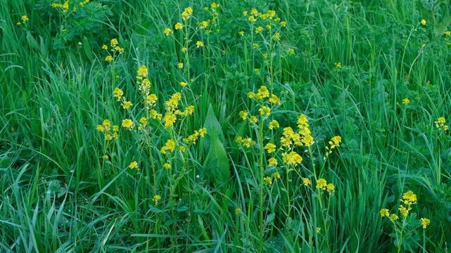 Barbarea Vulgaris Blossoms in the Wild on a Sunny Day