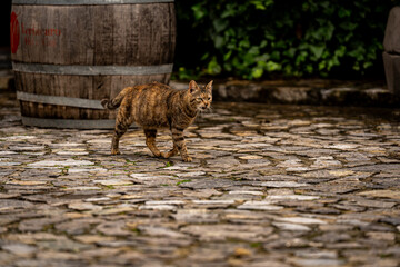 cat on the fence © Jakub