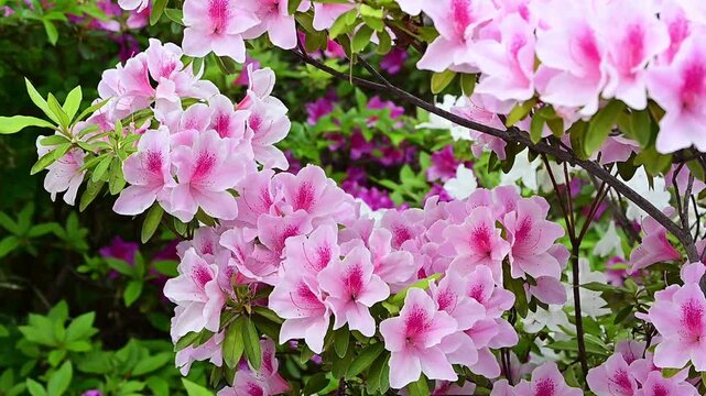 公園のツツジ
