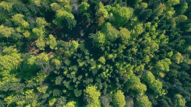 This aerial view showcases a lush forest, teeming with vibrant greenery and tranquility. The dense canopy stretches endlessly showing the serene beauty of nature from above.