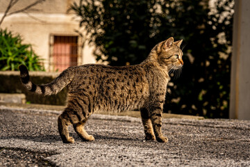 cat on the rock © Jakub
