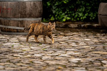 cat in the garden © Jakub