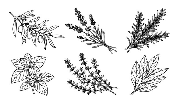 Mediterranean Herb Line Art Vector Set with Olive Branch Lavender Rosemary Basil and Bay Leaves