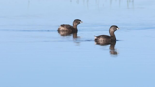 Two pied-billed grebes (Podilymbus podiceps) swimming on calm water at McCoy Flat Reservoir, Lassen County, California.