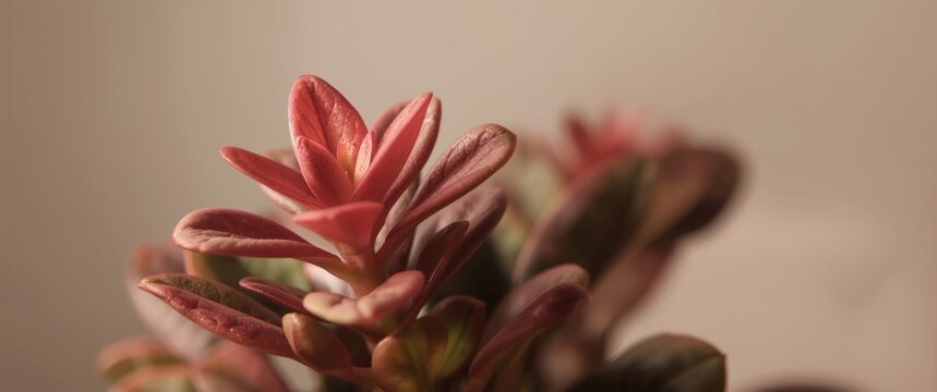 Aglonema red kochin ornamental plant featuring striking pink and green leaf hues for decoration