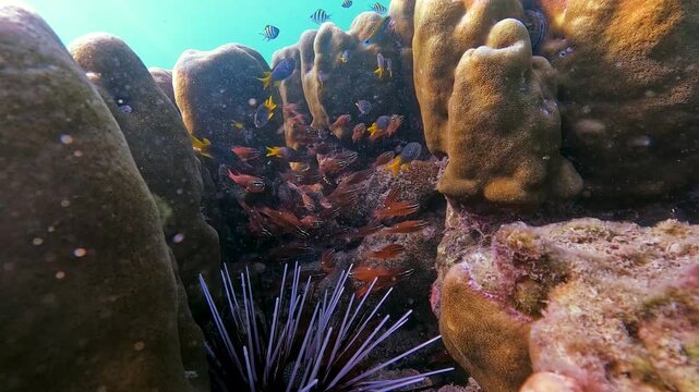 A large school of small orange fish swims among a diverse coral reef. A sea urchin with long purple spines is visible. Other fish swim above in the clear blue ocean