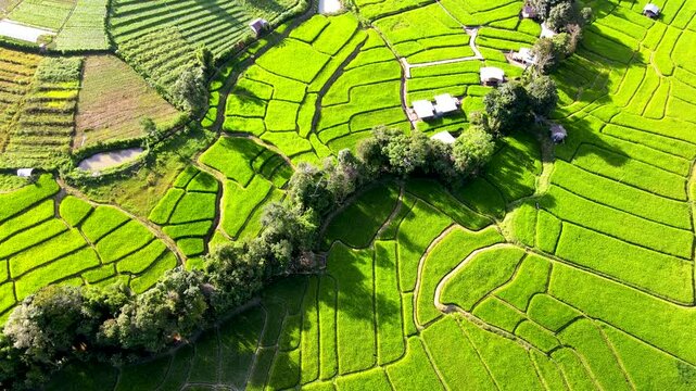 Experience the breathtaking beauty of lush green rice terraces in Chiang Mai, Thailand under the bright sunshine. The landscape reveals intricate patterns crafted by nature and farmers.