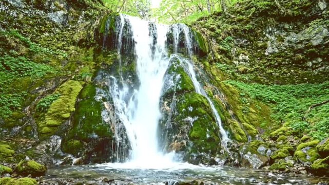 Beautiful footage of mountain waterfall flowing down the mossy rock wall into the forest pond on a bright summer day with clear water motion.
