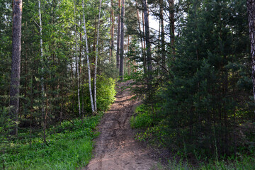 Fototapeta premium Dirt path winding through a dense green forest up to the hill