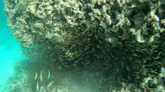 Coral reef fish are fish which live amongst or in close relation to coral reefs. Coral reefs form complex ecosystems with tremendous biodiversity. Among the myriad inhabitants	