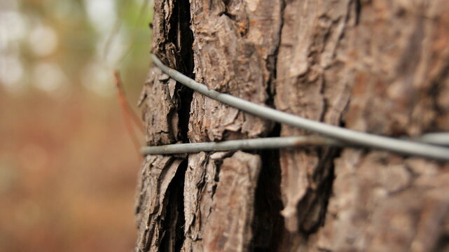 tree trapped 