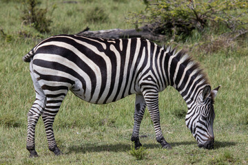 Obraz premium zebra in the grass