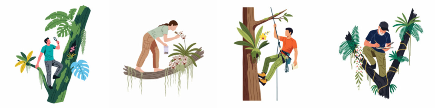 Illustrations of botanists and researchers studying tropical plants and orchids high in the jungle canopy, climbing trees for scientific discovery.