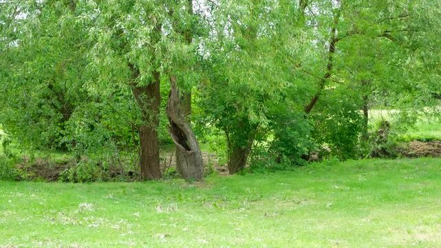 Close-up of willow tree branches shedding white fluff during spring allergy season