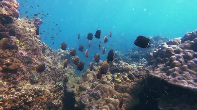School of dark fish explores the diverse coral reef in bright, clear ocean water. Observe marine life swimming peacefully around this underwater habitat
