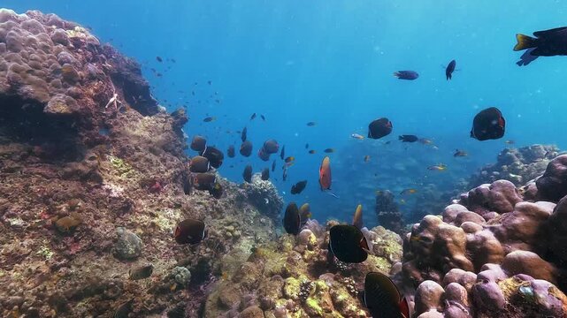 Many fish swim actively over and around a thriving coral reef in the clear blue ocean. A starfish is visible on the rocky underwater structure