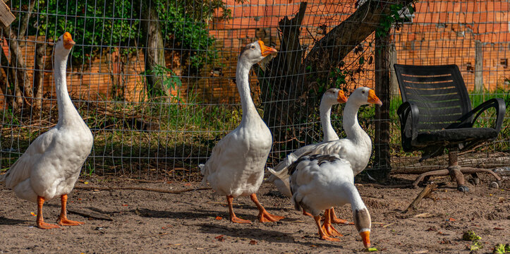 patos brancos no quintal