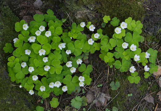 Wood Sorrel growing in the forest in spring time.