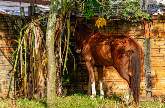 cavalo marrom