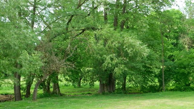 Willow fluff blowing from green tree branches, seasonal allergen concept