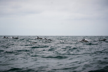 Fototapeta premium Wide ocean wildlife scene showing a pod of dolphins surfacing through rolling waves beneath a cloudy sky.