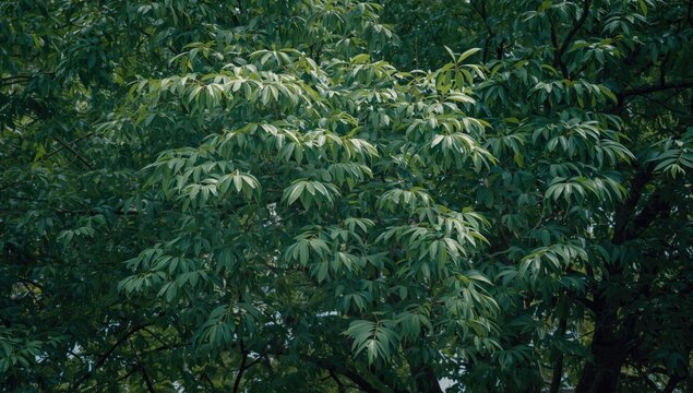 Broad lush leaves of horse chestnut tree thriving in open park space