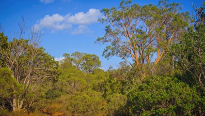 Fototapeta premium Bustling springtime bush forest with flourishing native gum trees and shrubs