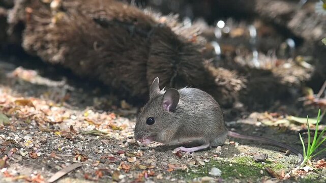 Wood Mouse (Apodemus sylvaticus) eating seeds on a garden patio befor running away. Kent, UK [Slow motion]