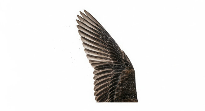 Close-up of a detailed brown owl feather with intricate patterns, isolated on a white background isolated on white background