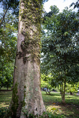 Fototapeta premium A tall tree trunk covered with creeping vines and moss stands on a sunny grassy lawn in Bogor Botanical Gardens, surrounded by lush tropical greenery and forest vegetation
