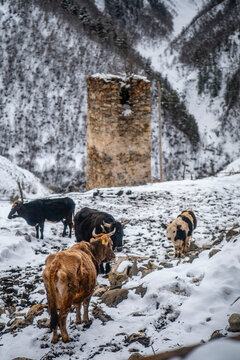 Cows Walking Through Snowy Ushguli Village