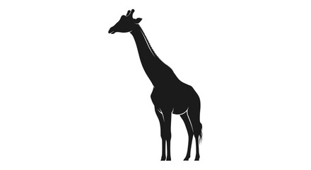 Fototapeta premium A striking black silhouette of a tall giraffe standing gracefully on a clean white background, showcasing its distinctive long neck and legs.