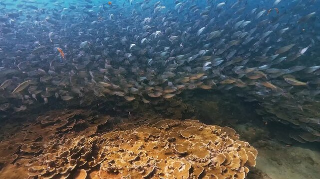 A huge school of small fish swims together over a living coral reef in the bright ocean waters. This abundant marine life moves in unity